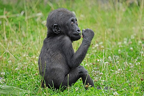 Western Lowland Gorilla (Gorilla gorilla gorilla), juvenile, native to Africa, in captivity, Netherlands, Europe