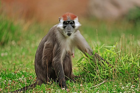 Red-capped Mangabey, Cherry Crowned Mangabey or White-collared Mangabey (Cercocebus torquatus), female, native to Africa, in captivity, France, Europe