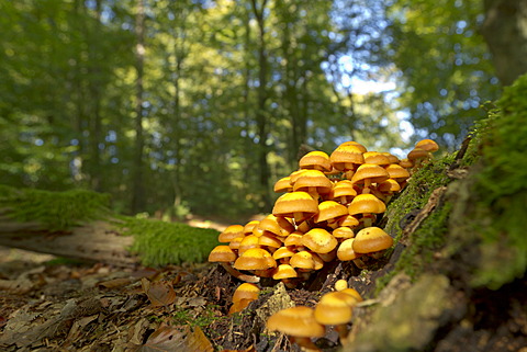 Sheathed Woodtuft (Kuehneromyces mutabilis) growing on a dead tree trunk, Bergisches Land, North Rhine-Westphalia, Germany, Europe