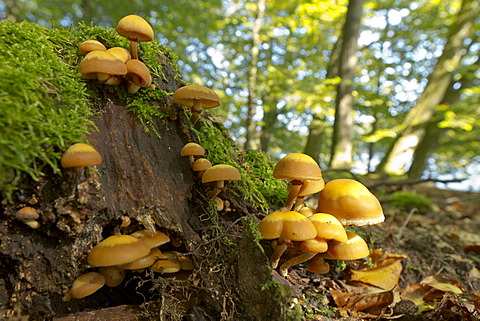 Sheathed Woodtuft (Kuehneromyces mutabilis) growing on a dead tree trunk, Bergisches Land, North Rhine-Westphalia, Germany, Europe