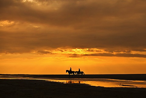 Horseriders at sunset on the beach of Borkum, Lower Saxony, Germany