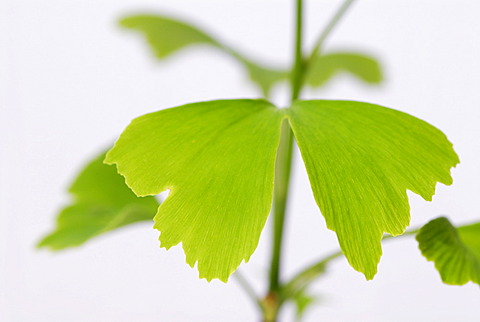 Ginkgo (Ginkgo biloba), leaves