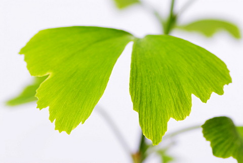 Ginkgo (Ginkgo biloba), leaves