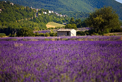 Blooming field of Lavender (Lavandula angustifolia), near Sault and Aurel, in the Chemin des Lavandes, Provence-Alpes-Cote d'Azur, Southern France, France, Europe, PublicGround