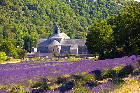 Blooming field of Lavender (Lavandula angustifolia) in front of Senanque Abbey, Gordes, Vaucluse, Provence-Alpes-Cote d'Azur, Southern France, France, Europe