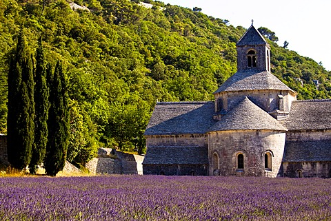 Blooming field of Lavender (Lavandula angustifolia) in front of Senanque Abbey, Gordes, Vaucluse, Provence-Alpes-Cote d'Azur, Southern France, France, Europe