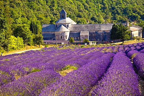 Blooming field of Lavender (Lavandula angustifolia) in front of Senanque Abbey, Gordes, Vaucluse, Provence-Alpes-Cote d'Azur, Southern France, France, Europe