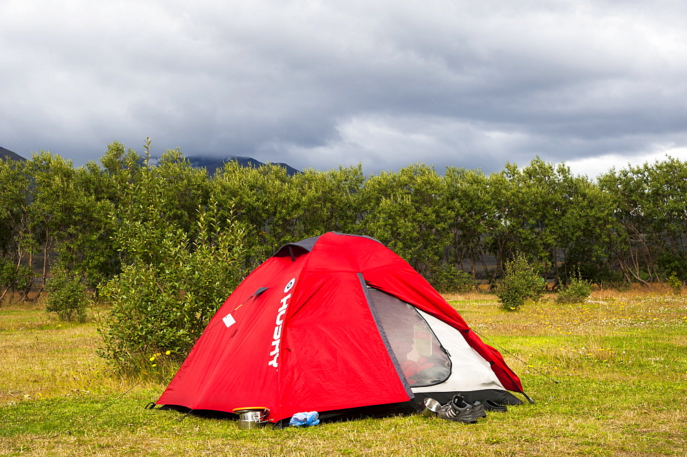 Tent in front of Downy Birch (Betula pubescens), Husadalur campsite in the valley of Thorsmoerk, Thorsmoerk, Laugavegur hiking trail, Highland, Iceland, Europe