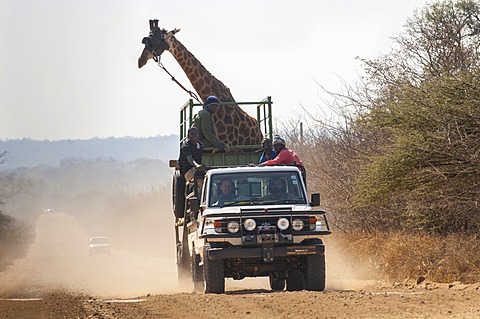 Giraffe (Giraffa camelopardalis), animal transport, truck, Limpopo, South Africa, Africa