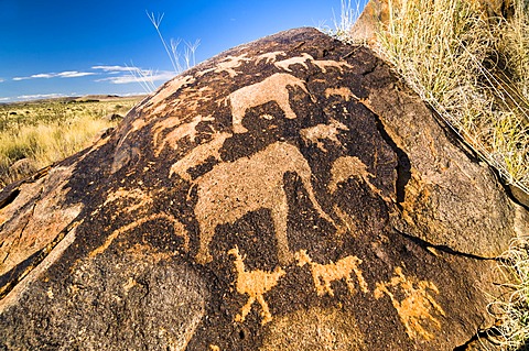 Petroglyphs, rock engravings of the Bushmen or San, elephants, near Kenhardt, Northern Cape, South Africa, Africa