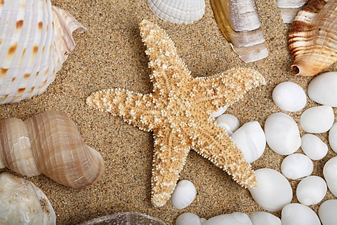 Starfish between shells on sand