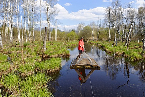 Man standing on a small ferry on a moor lake or bog with birch trees, Benediktbeurer Moor or Moos, Benediktbeuern, Upper Bavaria, Germany, Europe