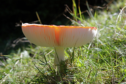 Young fly agraric (Amanita muscaria), Hoernle, Ammergau Alps, Upper Bavaria, Germany, Europe