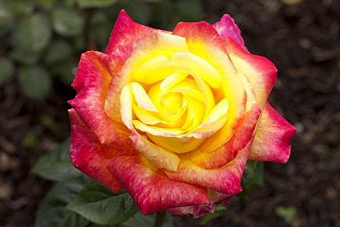 Hybrid Tea Rose, Orient Express (Rosa), Westphalia Park, Dortmund, Ruhr Area, North Rhine-Westphalia, Germany, Europe