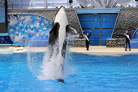 Trained Orca or Killer Whale (Orcinus orca), Shamu Stadium, SeaWorld, San Diego, California, USA