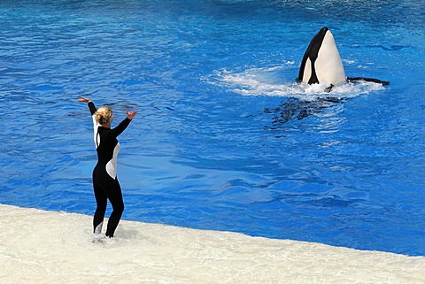 Trained killer whale, orca (Orcinus orca), Shamu Stadium, SeaWorld, San Diego, California, USA, North America