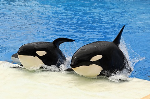 Trained killer whales, orcas (Orcinus orca), Shamu Stadium, SeaWorld, San Diego, California, USA, North America