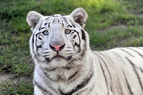 White Tiger (Panthera tigris tigris), Serengeti Park, Lower Saxony, Germany, Europe