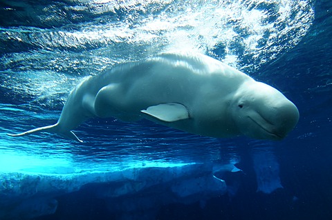 Beluga or White whale (Delphinapterus leucas), SeaWorld, San Diego, California, USA, North America