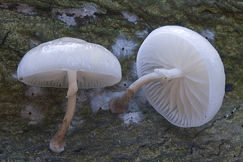 Porcelain mushrooms (Oudemansiella mucida), Tinner Dose-Sprakeler Heide nature reserve, Haren, Emsland, Lower Saxony, Germany, Europe