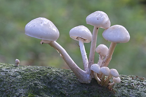 Porcelain mushrooms (Oudemansiella mucida), Tinner Loh nature reserve, Haren, Emsland, Lower Saxony, Germany, Europe