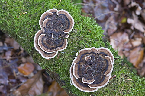 Turkey Tail mushrooms (Trametes versicolor), Tinner Loh, Haren, Emsland, Lower Saxony, Germany, Europe