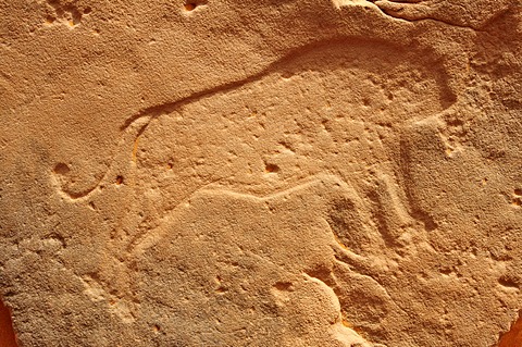 Lion engraving, neolithic rockart of the Acacus Mountains or Tadrart Acacus range, Tassili n'Ajjer National Park, Unesco World Heritage Site, Algeria, Sahara, North Africa