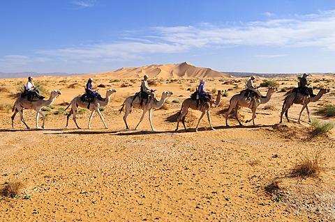 Tourists riding camels in the Adrar Tekemberet plateau, Immidir, Algeria, Sahara, North Africa