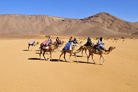 Touareg camel caravan with tourists travelling through low sand dunes of Erg Mehejibad, Immidir, Algeria, Sahara, North Africa