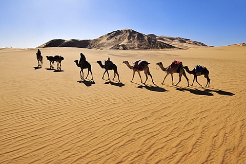 Touareg camel caravane travelling through low sand dunes of Erg Mehejibad, Immidir, Algeria, Sahara, North Africa