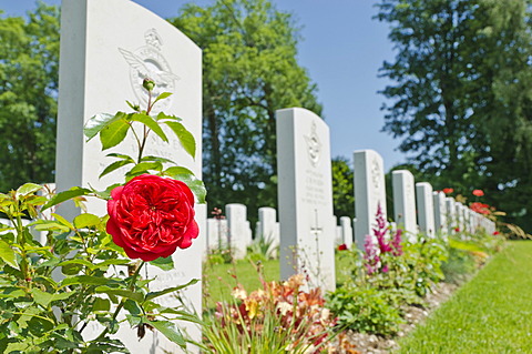 Red rose, Durnbach War Cemetery, the final resting place for 2960 soldiers who died in WW2, Duernbach, Gmund am Tegernsee, Bavaria, Germany, Europe