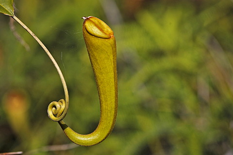 Carnivorous pitcher plant (Nepenthes madagascariensis), Fort Dauphin, Taolanaro, South Madagascar, Madagascar, Africa