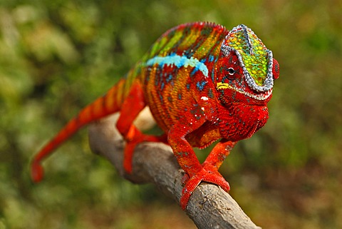 Panther Chameleon (Furcifer pardalis), Ambilobe-Ambilorama colour variation, Madagascar, Africa, Indian Ocean