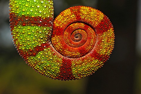 Coiled tail of a Panther Chameleon (Furcifer pardalis), Ambilobe-Ambilorama colour variation, Ambilobe, Madagascar, Africa, Indian Ocean