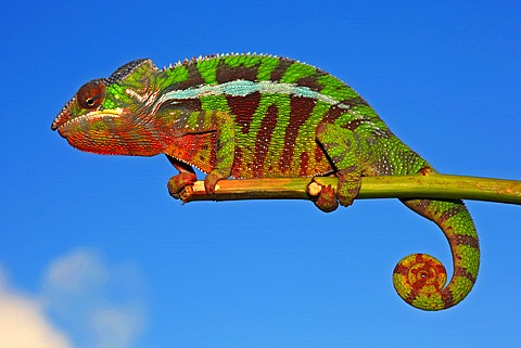 Panther Chameleon (Furcifer pardalis), Montagne d'Ambre colour variation, Madagascar, Africa, Indian Ocean