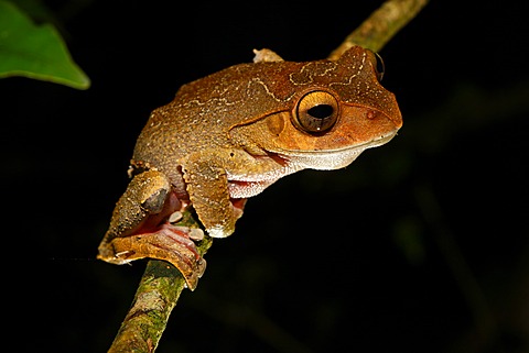 Madagascar Tree Frog (Boophis sp.), Montagne d'Ambre National Park, Africa, Indian Ocean