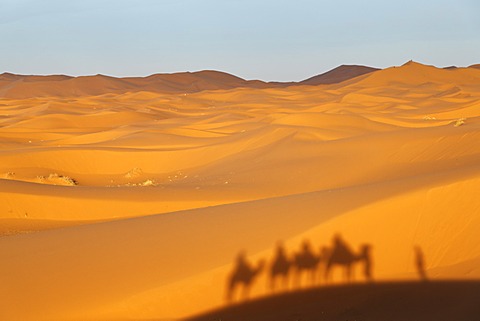 A caravan is casting a shadow on dunes, dromedary camels (Camelus dromedarius), at the sand dunes of Erg Chebbi, Erfoud, Meknes-Tafilalet, Morocco, Maghreb, North Africa, Africa