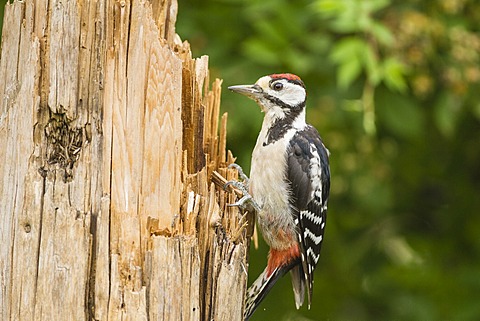 Great Spotted Woodpecker (Dendrocopos major), Limburg an der Lahn, Hesse, Germany, Europe