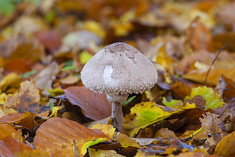 Parasol Mushroom (Macrolepiota procera), Limburg an der Lahn, Hesse, Germany, Europe