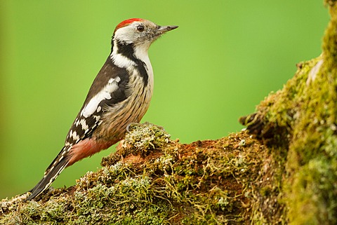 Middle Spotted Woodpecker (Dendrocopos medius), Limburg an der Lahn, Hesse, Germany, Europe