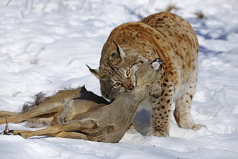 Lynx (Lynx lynx), male with prey, roe deer (Capreolus capreolus), enlosure, captive, Thuringia, Germany, Europe