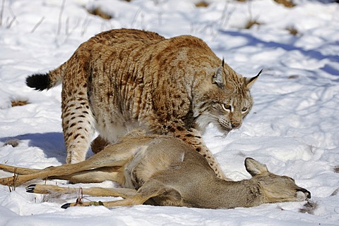 Lynx (Lynx lynx), male with prey, roe deer (Capreolus capreolus), enlosure, captive, Thuringia, Germany, Europe