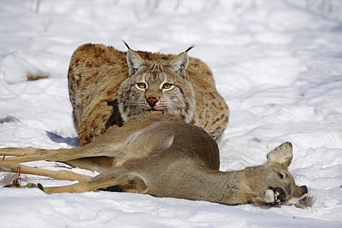 Lynx (Lynx lynx), male with prey, roe deer (Capreolus capreolus), enlosure, captive, Thuringia, Germany, Europe