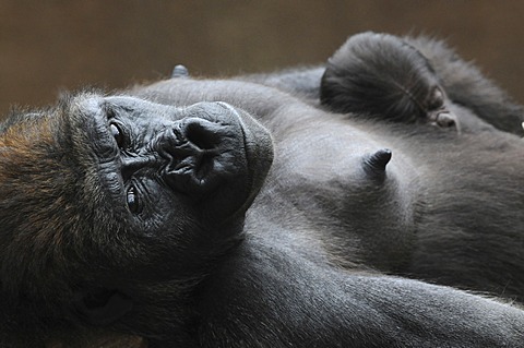 Western Lowland Gorilla (Gorilla gorilla gorilla), mother and baby resting, captive, African species, zoo animals, Lower Saxony, Germany, Europe