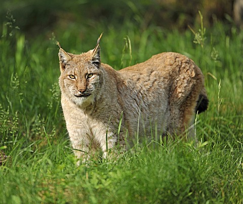 Lynx (Lynx lynx), game reserve, Lower Saxony, Germany, Europe, PublicGround