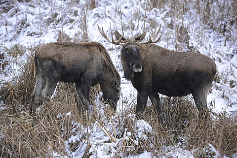 Eurasian Elk (Alces alces), bull and cow standing in the snow, captive, Bavaria, Germany, Europe