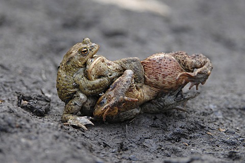 Common Toads (Bufo bufo), two males fighting over a female, Thuringia, Germany, Europe