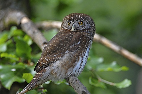 Pygmy Owl (Glaucidium passerinum), Central Europe's smallest owl, Bavarian Forest National Park, Germany, Europe