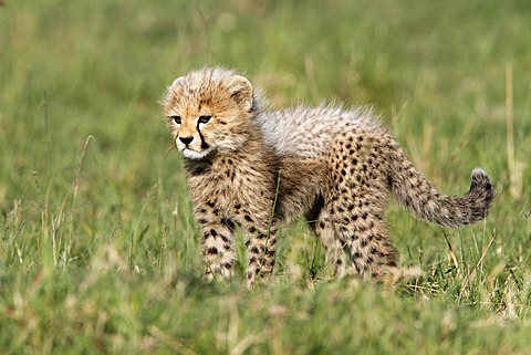 Cheetah (Acinonyx jubatus), cub