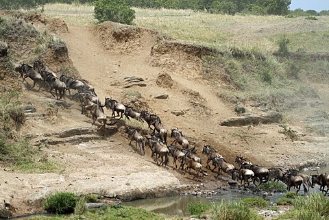 Migrating Wildebeest (Connochaetes taurinus), Africa